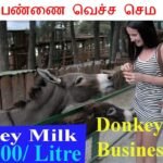 🐻Donkey Farm Business Plan in Tamil / கழுதை பண்ணை வெச்ச செம பணம் பார்க்கலாம் !