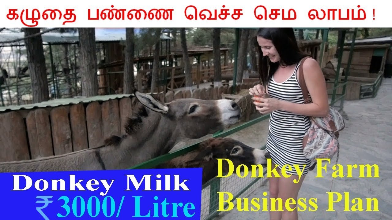 🐻Donkey Farm Business Plan in Tamil / கழுதை பண்ணை வெச்ச செம பணம் பார்க்கலாம் !