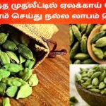 குறைந்த முதலீட்டில் ஏலக்காய் மொத்த வியாபாரம் செய்து நல்ல லாபம் பெறலாம் | Cardamom Business in Tamil